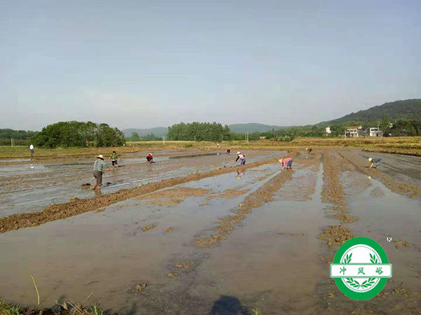 水稻基地